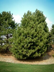 Сосна Чёрная (Pinus Nigra) купить по цене от 270.00р. в интернет-магазине «Посадика» с доставкой почтой в в Наро-Фоминске и по всей России – [изображение №1].