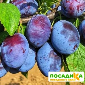 Слива Чачакская ранняя купить по цене от 229.00р. в интернет-магазине «Посадика» с доставкой почтой в в Наро-Фоминске и по всей России – [изображение №1].