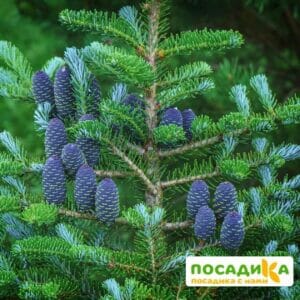 Пихта корейская (Abies koreana) купить по цене от 450.00р. в интернет-магазине «Посадика» с доставкой почтой в в Наро-Фоминске и по всей России – [изображение №1].