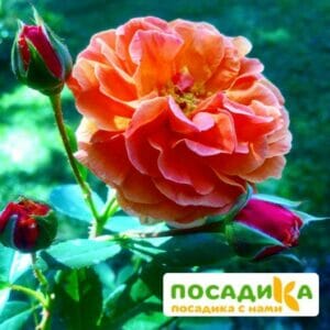 Роза Арабия купить по цене от 350.00р. в интернет-магазине «Посадика» с доставкой почтой в в Наро-Фоминске и по всей России – [изображение №1].