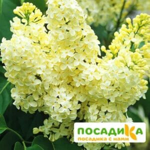 Сирень Примроуз (Primrose) купить по цене от 529.00р. в интернет-магазине «Посадика» с доставкой почтой в в Наро-Фоминске и по всей России – [изображение №1].