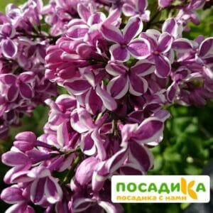 Сирень Сенсация купить по цене от 529.00р. в интернет-магазине «Посадика» с доставкой почтой в в Наро-Фоминске и по всей России – [изображение №1].