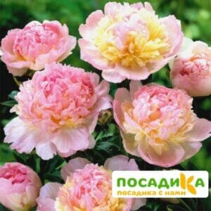 Пион Распберри Сандей (Paeonia Raspberry Sundae) купить по цене от 959р. в интернет-магазине «Посадика» с доставкой почтой в в Наро-Фоминске и по всей России – [изображение №1].