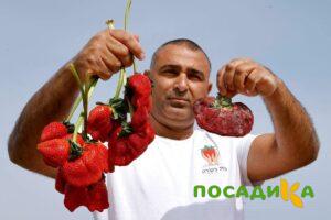 Клубника Гигант Джорнея купить по цене от 266р. в интернет-магазине «Посадика» с доставкой почтой в в Наро-Фоминске и по всей России – [изображение №1].