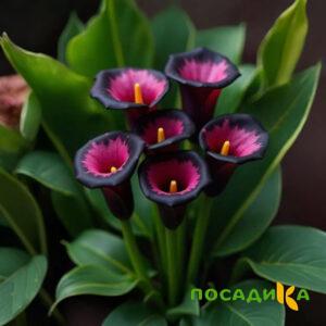 Калла Аура Лейс купить по цене от 400р. в интернет-магазине «Посадика» с доставкой почтой в в Наро-Фоминске и по всей России – [изображение №1].