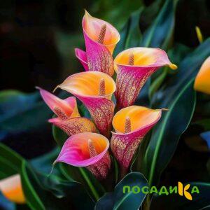 Калла Оникс купить по цене от 450р. в интернет-магазине «Посадика» с доставкой почтой в в Наро-Фоминске и по всей России – [изображение №1].