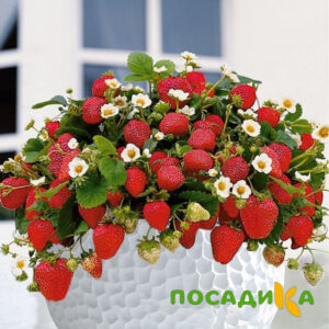 Клубника Рубиновый Шепот (горшечная) купить по цене от 240р. в интернет-магазине «Посадика» с доставкой почтой в в Наро-Фоминске и по всей России – [изображение №1].