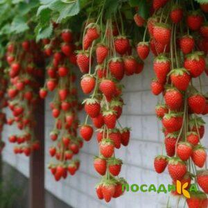Клубника вьющаяся Комплимент купить по цене от 470р. в интернет-магазине «Посадика» с доставкой почтой в в Наро-Фоминске и по всей России – [изображение №1].