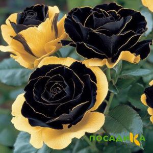 Роза Ханни Сикл купить по цене от 700р. в интернет-магазине «Посадика» с доставкой почтой в в Наро-Фоминске и по всей России – [изображение №1].