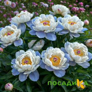 Пион акварельный Этюд купить по цене от 806р. в интернет-магазине «Посадика» с доставкой почтой в в Наро-Фоминске и по всей России – [изображение №1].