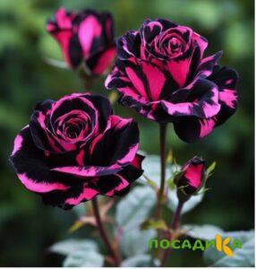 Роза Багровый Шепот купить по цене от 366р. в интернет-магазине «Посадика» с доставкой почтой в в Наро-Фоминске и по всей России – [изображение №1].