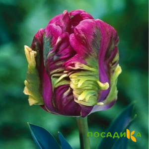 Тюльпан Экзотик Хэвен купить по цене от 186р. в интернет-магазине «Посадика» с доставкой почтой в в Наро-Фоминске и по всей России – [изображение №1].