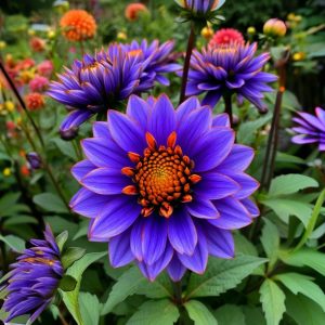 Георгин Лазурит купить по цене от 799р. в интернет-магазине «Посадика» с доставкой почтой в в Наро-Фоминске и по всей России – [изображение №1].