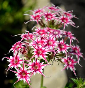 Флокс Метельчатый Путь купить по цене от 456р. в интернет-магазине «Посадика» с доставкой почтой в в Наро-Фоминске и по всей России – [изображение №1].