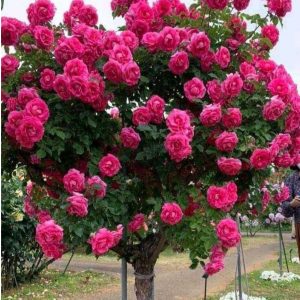 Роза Версаля купить по цене от 232р. в интернет-магазине «Посадика» с доставкой почтой в в Наро-Фоминске и по всей России – [изображение №1].