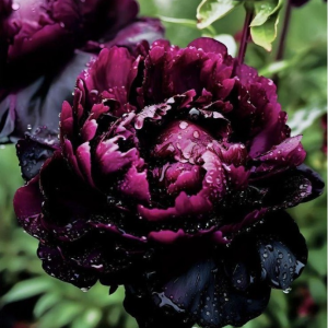 Пион Темный Сад купить по цене от 421р. в интернет-магазине «Посадика» с доставкой почтой в в Наро-Фоминске и по всей России – [изображение №1].