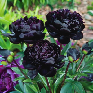 Пион Королевский Бархат купить по цене от 419р. в интернет-магазине «Посадика» с доставкой почтой в в Наро-Фоминске и по всей России – [изображение №1].