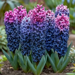 Гиацинт Блю Спринг купить по цене от 2099р. в интернет-магазине «Посадика» с доставкой почтой в в Наро-Фоминске и по всей России – [изображение №1].