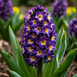 Гиацинт Вельвет Колор купить по цене от 2099р. в интернет-магазине «Посадика» с доставкой почтой в в Наро-Фоминске и по всей России – [изображение №1].