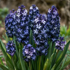 Гиацинт Блум Клауд купить по цене от 2099р. в интернет-магазине «Посадика» с доставкой почтой в в Наро-Фоминске и по всей России – [изображение №1].