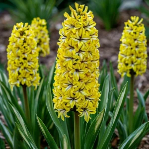 Гиацинт Сансет Голд купить по цене от 2099р. в интернет-магазине «Посадика» с доставкой почтой в в Наро-Фоминске и по всей России – [изображение №1].