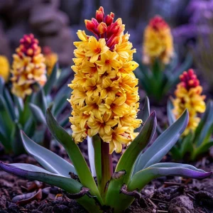 Гиацинт Миднайт Мистери купить по цене от 2099р. в интернет-магазине «Посадика» с доставкой почтой в в Наро-Фоминске и по всей России – [изображение №1].