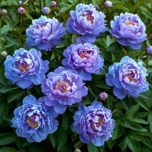 Пион Голубой лотос купить по цене от 590р. в интернет-магазине «Посадика» с доставкой почтой в в Наро-Фоминске и по всей России – [изображение №1].