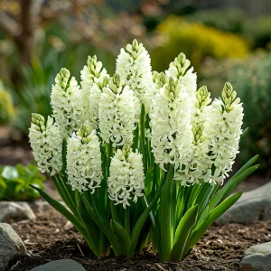 Гиацинт Дрим Трейл купить по цене от 2099р. в интернет-магазине «Посадика» с доставкой почтой в в Наро-Фоминске и по всей России – [изображение №1].