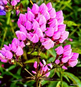 Флокс Бутоник купить по цене от 461р. в интернет-магазине «Посадика» с доставкой почтой в в Наро-Фоминске и по всей России – [изображение №1].