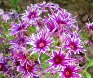 Флокс Звездное Кружево купить по цене от 361р. в интернет-магазине «Посадика» с доставкой почтой в в Наро-Фоминске и по всей России – [изображение №1].