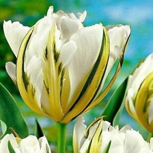 Тюльпан Экзотик Пуруссима купить по цене от 305р. в интернет-магазине «Посадика» с доставкой почтой в в Наро-Фоминске и по всей России – [изображение №1].