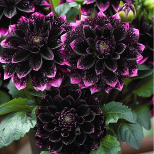 Георгин Лаванда Лейс купить по цене от 679р. в интернет-магазине «Посадика» с доставкой почтой в в Наро-Фоминске и по всей России – [изображение №1].