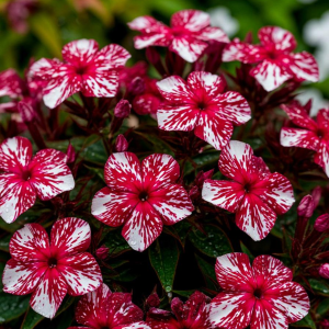 Флокс Ливер Гриммер купить по цене от 590р. в интернет-магазине «Посадика» с доставкой почтой в в Наро-Фоминске и по всей России – [изображение №1].