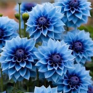 Георгин Вижапе купить по цене от 699р. в интернет-магазине «Посадика» с доставкой почтой в в Наро-Фоминске и по всей России – [изображение №1].